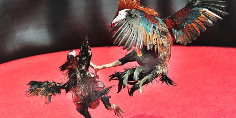 Common Medicines For Fighting Cocks
