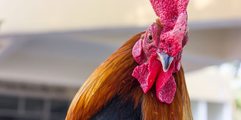 The Best Medicine For Fighting Cocks On The Market